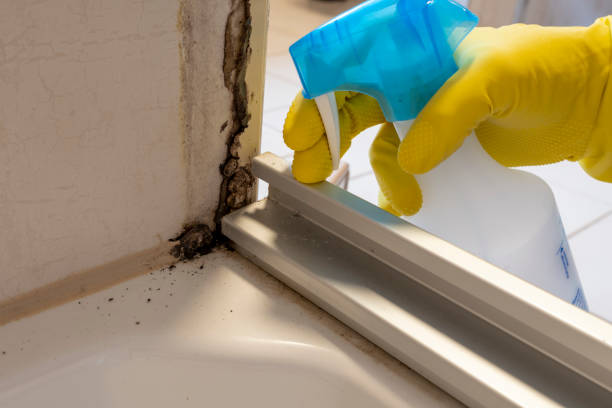 Best Health and Safety Mold Remediation in USA